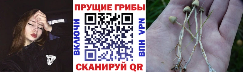 Псилоцибиновые грибы ЛСД  Бабушкин 