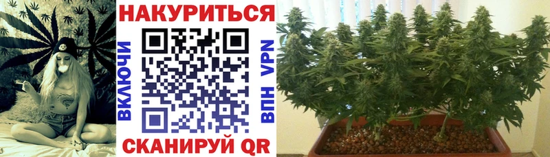 Конопля индика  Бабушкин 
